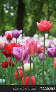 Various colors of mixed tulips in a field