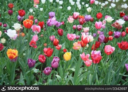 Various colors of mixed tulips in a field