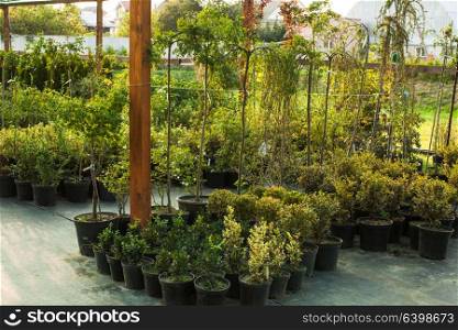 Various evergreen plants and bushes for landscaping an the outdoor greenery. Garden market outdoor
