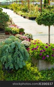 Various evergreen plants and flowers for landscaping. Garden market outdoor
