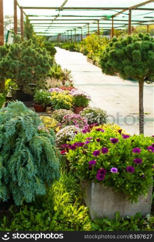 Various evergreen plants and flowers for landscaping. Garden market outdoor