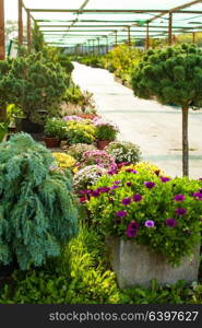 Various evergreen plants and flowers for landscaping. Garden market outdoor