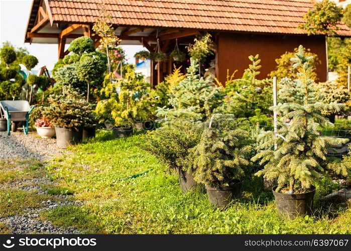 Various evergreen plants for landscaping and rockery. Garden market outdoor