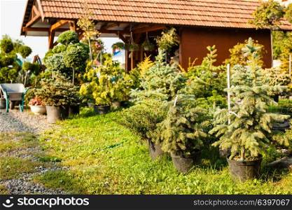 Various evergreen plants for landscaping and rockery. Garden market outdoor