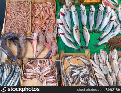 Various fish on the fish shop in Istanbul.