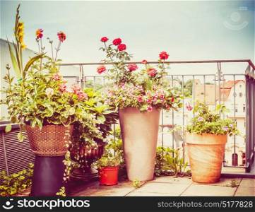 Various flowers patio pots and planter on terrace or balcony , urban garden