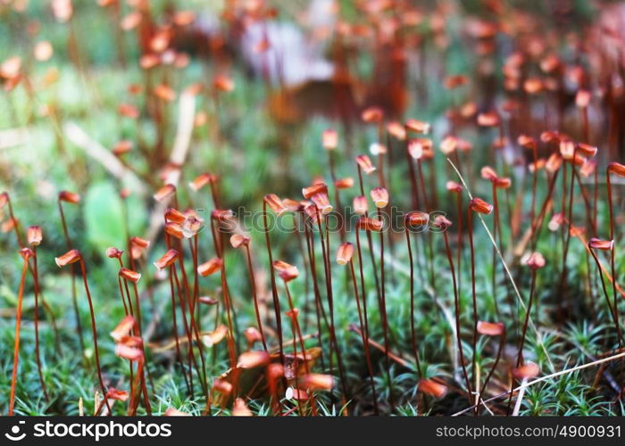 various forest plants in summer