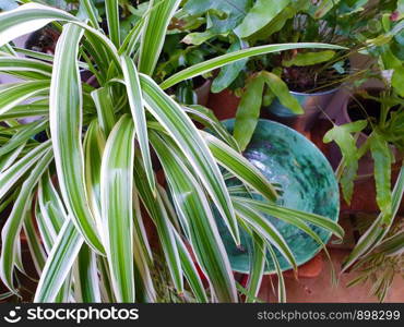 Various house plants close-up, home gardening collection green. Various house plants close-up, home gardening collection