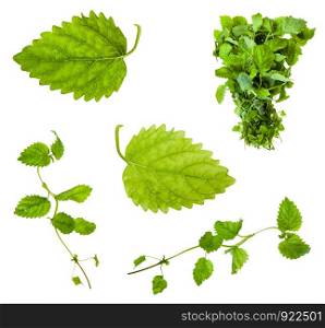 various leaves and twigs of lemon balm (melissa officinalis) plant isolated on white background