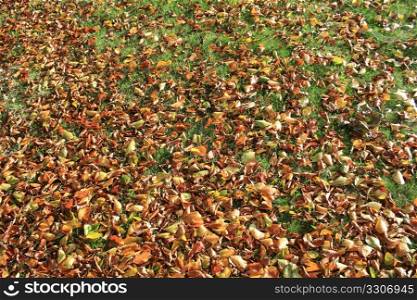 Various leaves in autumn shades on the grass