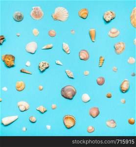 various natural dried sea shells on turquoise blue colour pastel paper