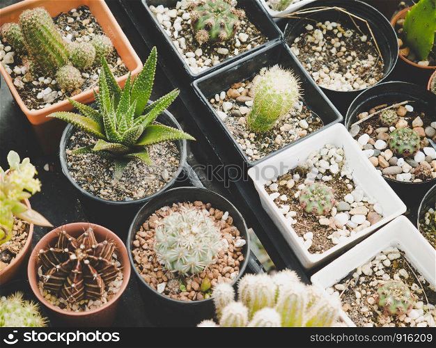 Various of cactus plant in farmland. Industrial and Ornamental plant concept. Agriculture and Nature theme.