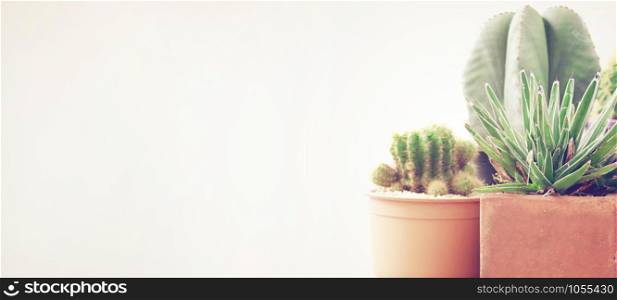 Various of cactus plant pot with white background and copy space with retro filter effect, banner style for text