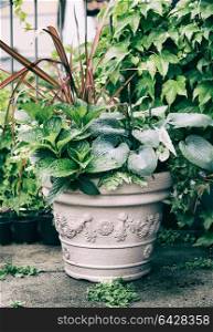 Various ornamental green plants in flower pot with hosta and red ornamental grass on balcony