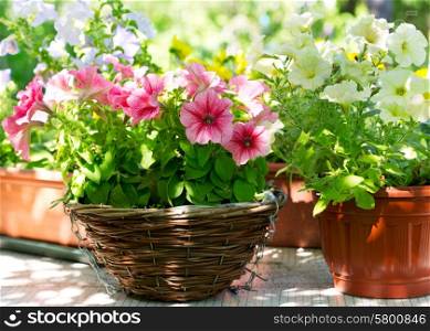various petunia flowers in a garden