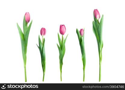 various pink tulips isolated on white