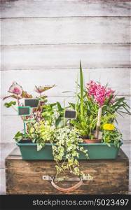 Various plants for summer container gardening at white wooden wall background, front view