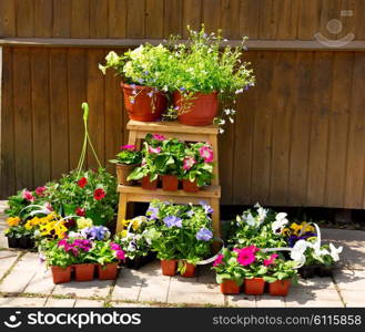 various potted flowers with garden tools
