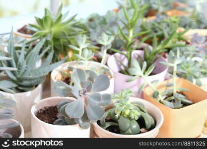 various potted succulents on a windowsill, collection of different succulent plants in a room. drought-resistant plants, easy to care home flowers. Scandinavian hipster home decoration.. various potted succulents on a windowsill, collection of different succulent plants in a room. drought-resistant plants, easy to care home flowers. Scandinavian hipster home decoration