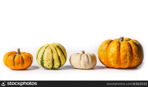Various Pumpkin on white background, flat lay, border, front view. Thanksgiving symbol