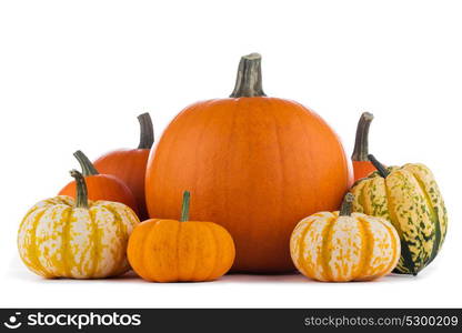 Various pumpkins on white. Group of various kinds of pumpkins isolated on white background