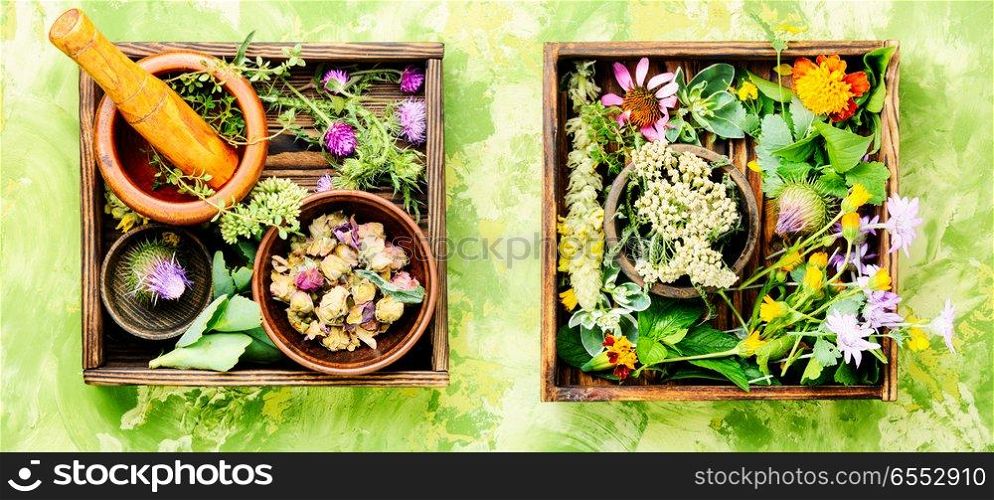 Various raw medical herbs and flowers.Alternative medicine concept. Herbs medicine flowers