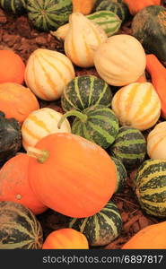 Various sorts of pumpkins for fall decorations