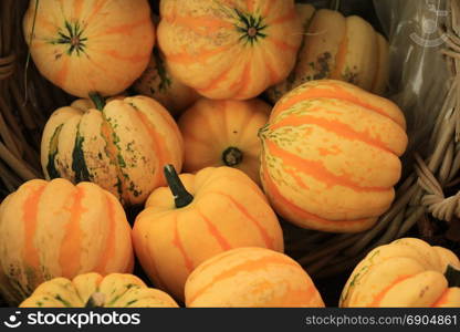 Various sorts of pumpkins for fall decorations