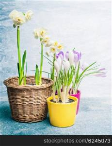Various spring flowers in pots on light background. Potting or gardening concept