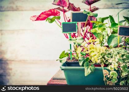Various summer plants seedling with sign for garden or indoor container gardening, front view