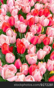 Various tone pink tulips flowers with green leaves blooming in a meadow, park, outdoor. Tulips field, nature, spring, floral background.