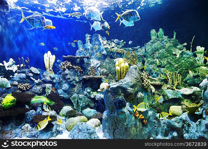Various tropical fish on a coral reef