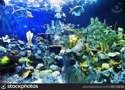 Various tropical fish on a coral reef