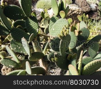 various types of cacti growing in the garden. growing among the rocks cactuses