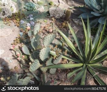 various types of cacti growing in the garden. growing among the rocks cactuses