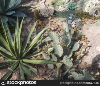 various types of cacti growing in the garden. growing among the rocks cactuses