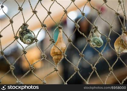 Various types of little seashells attached on a net. Various types of little seashells attached on the net