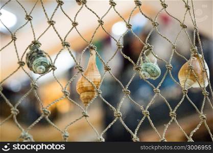 Various types of little seashells attached on the net