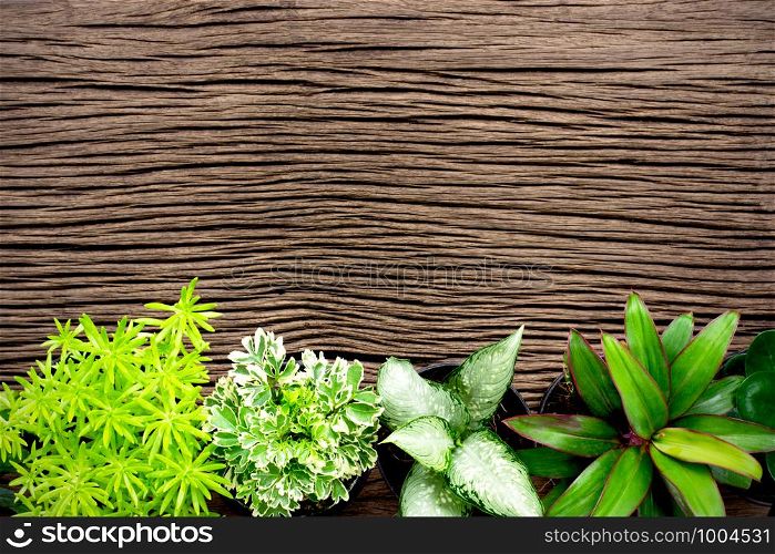 Various types of ornamental plants are placed on old wooden boards.