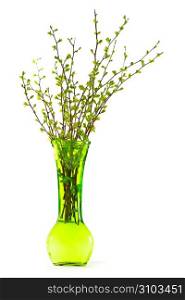 Vase of branches with green spring leaves