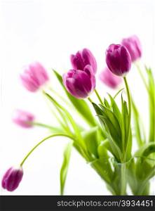 Vase of Pink Tulips Against A White Background