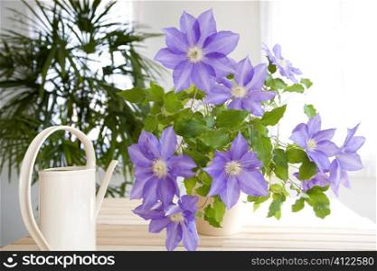Vase of purple flowers