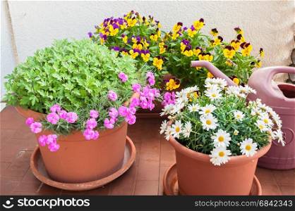 Vases of flowers grown on the terrace of an apartment and a watering can.