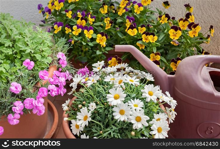 Vases of flowers grown on the terrace of an apartment and a watering can.