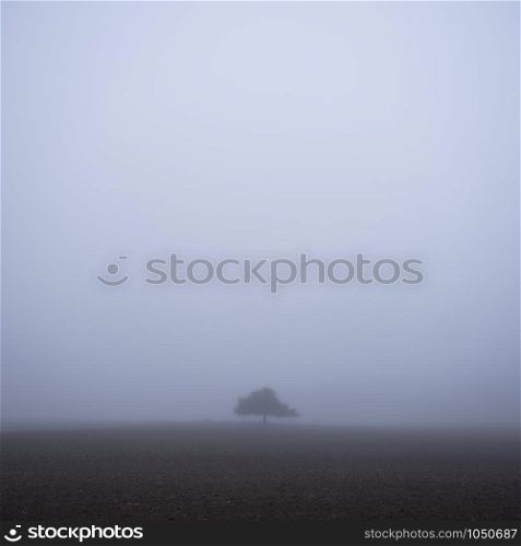 vast empty space around lonely tree in morning mist on plowed field