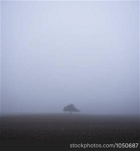 vast empty space around lonely tree in morning mist on plowed field