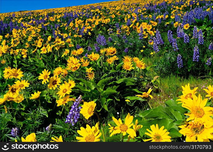 Vast Field of Lupines and Yellow Flowers