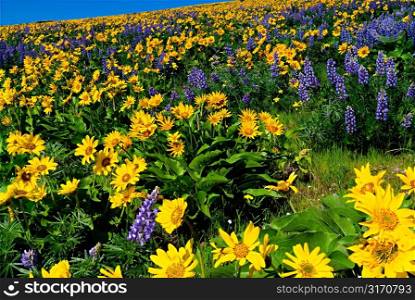 Vast Field of Lupines and Yellow Flowers