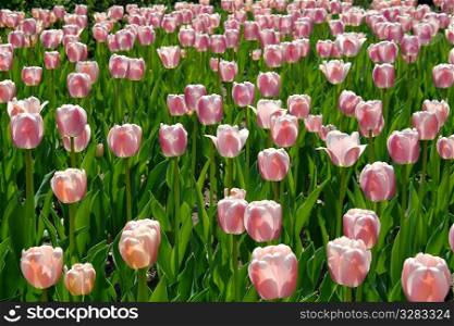 Vast field of pink tulips in full bloom.