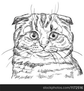 Vector hand drawing portrait of scottish fold cat in black color isolated on white background. Monochrome realistic portrait of cat. Vector illustration of fluffy cat. Image for design, cards.
